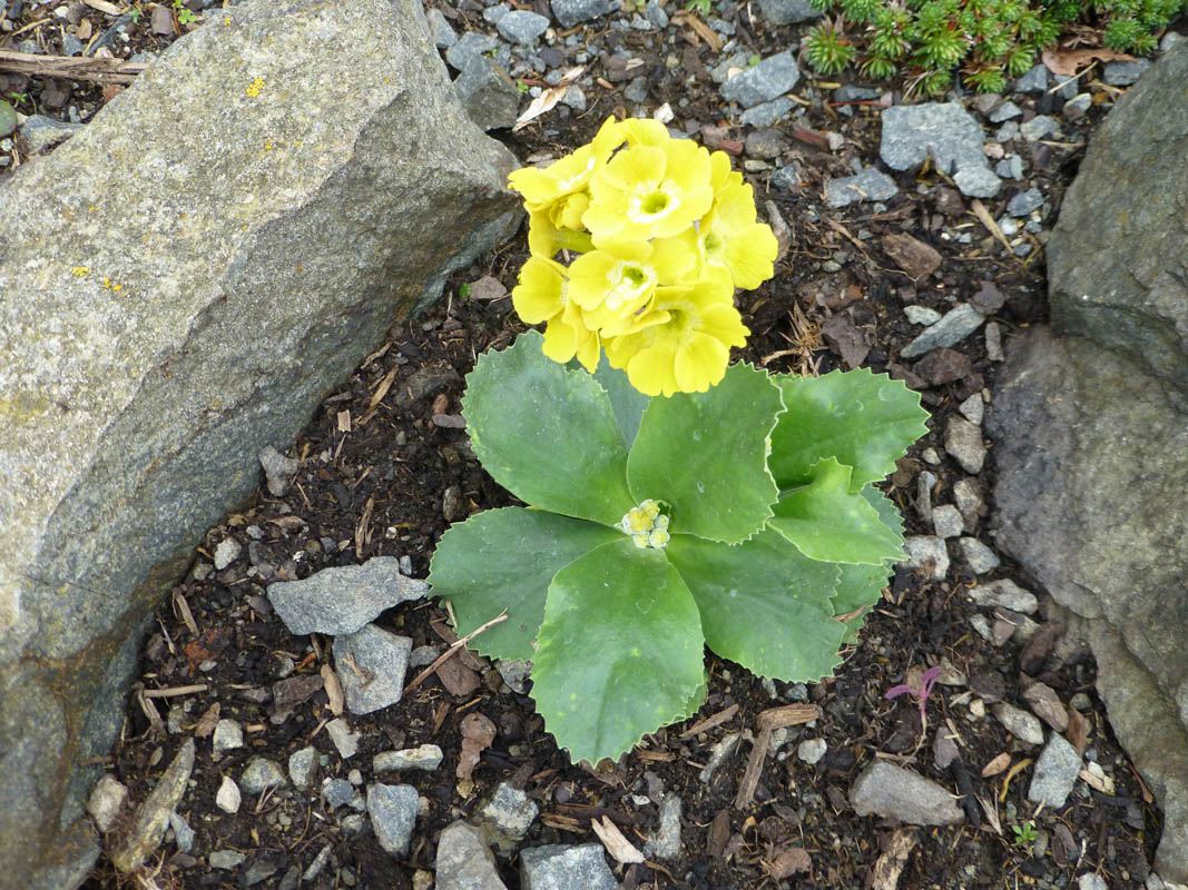 Primula auricula photo